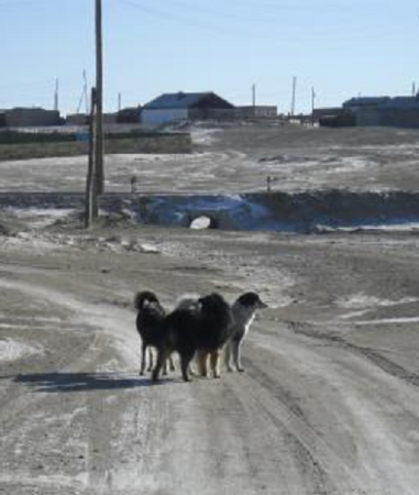 Дархан-Уул аймагт 10 сарын байдлаар 1072 золбин нохойг устгажээ