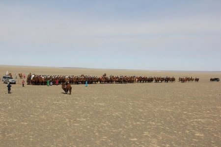Монгол тэмээн сүрэг Гиннест бичигдлээ