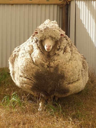 Зэрлэгшсэн хониноос 40 кг ноос авчээ