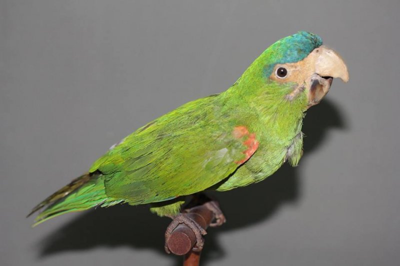 Богд хааны ордон музейн шувууны цуглуулгыг сэргээн засварлана