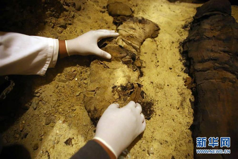 Египетийн археологчид нохойны мумми олжээ