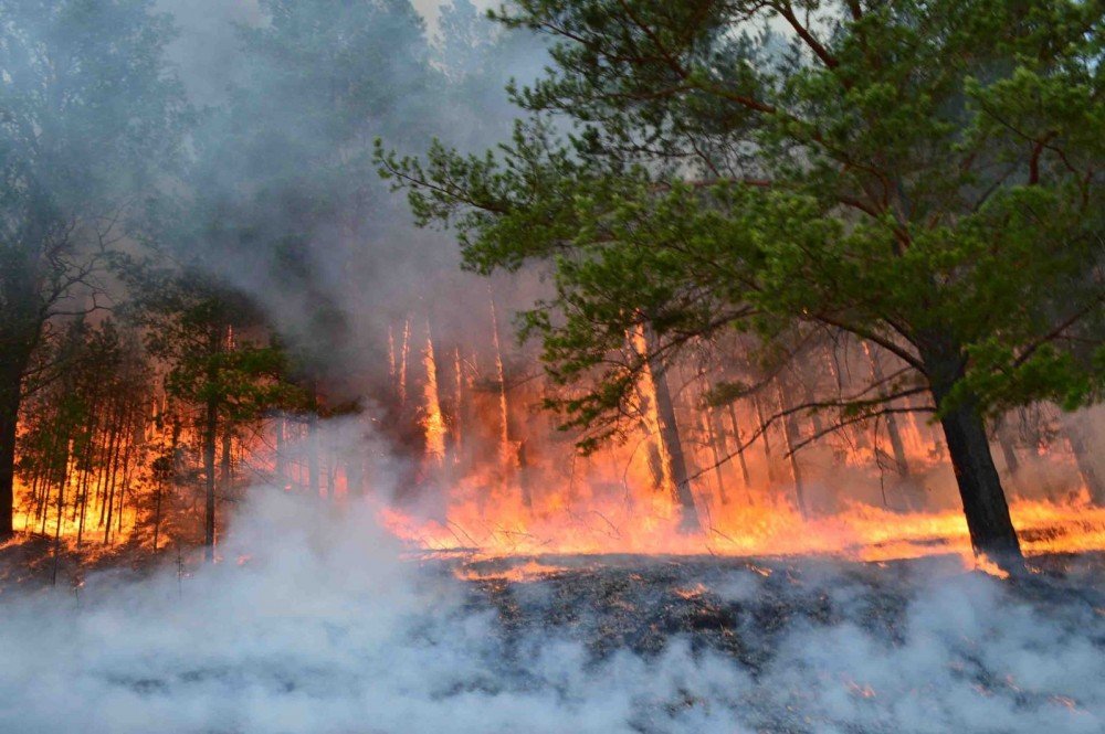 Улсын хэмжээнд ой хээрийн түймэр олон жилийн дунджаас эрт дэгдэх магадлалтай байна!